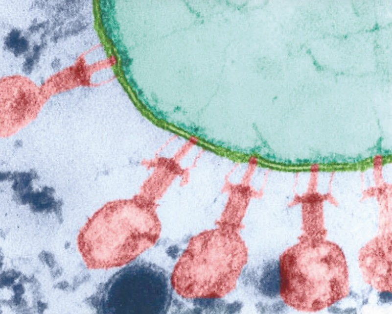 جي جاساعان ۆيرۋس