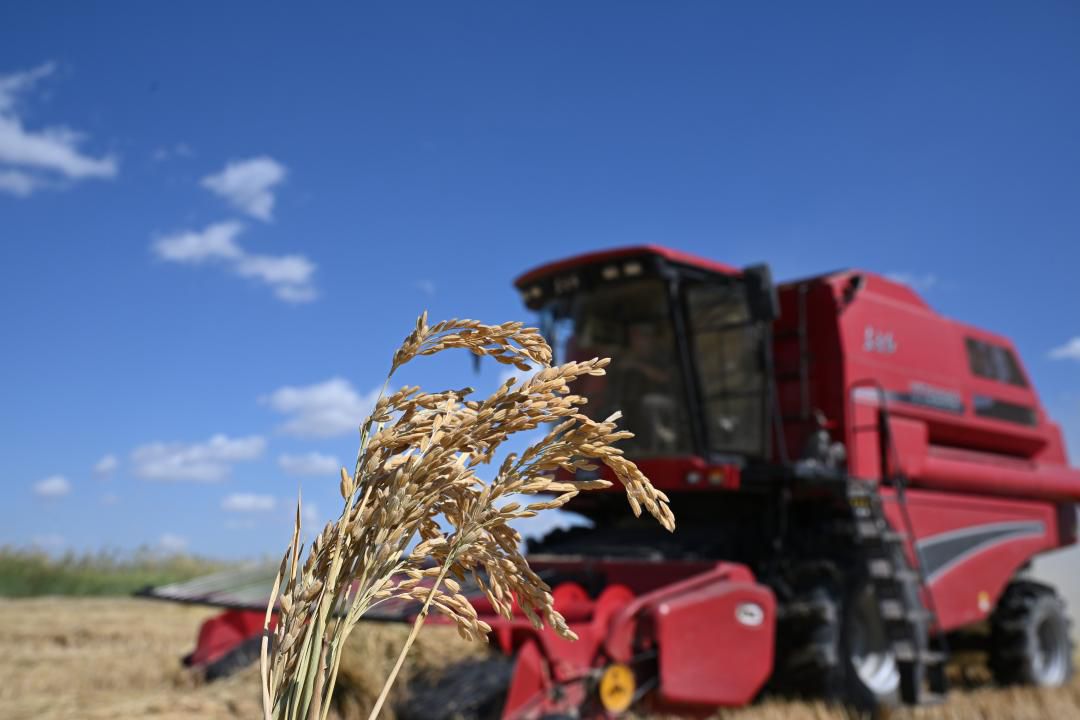 جەتىسۋدا كۇرىش القابىنا وراق ءتۇستى