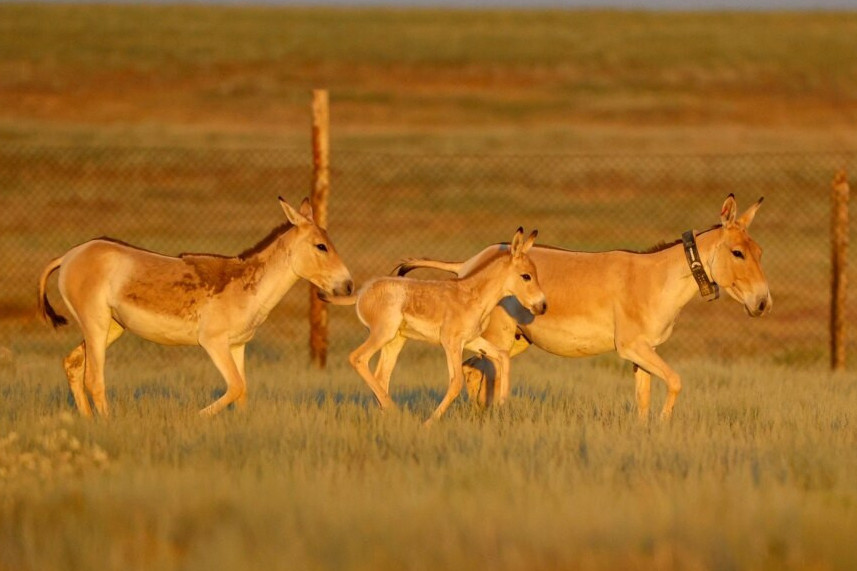 قىزىل كىتاپقا ەنگەن قۇلاندار تابيعاتقا جىبەرىلدى