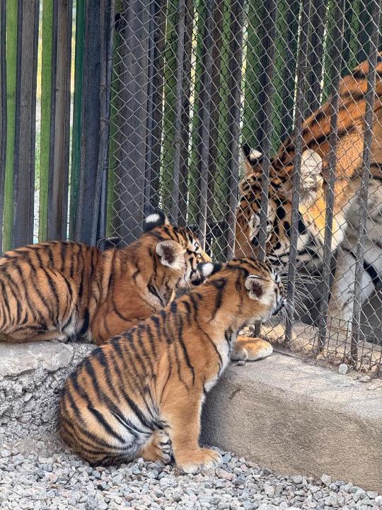 امۋر جولبارىسى كۇشىكتەدى