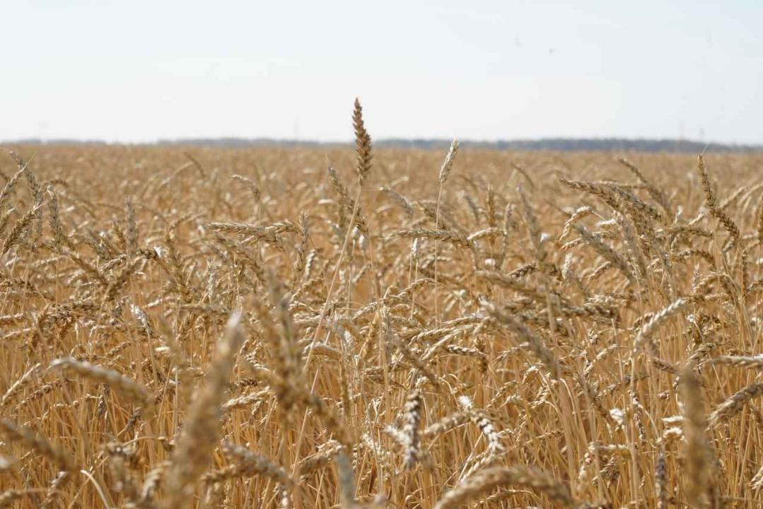 ەلىمىزدە باستىرىلعان استىق كولەمى 20,8 ملن تونناعا جەتتى