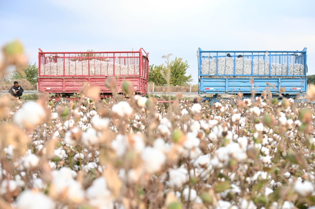 جەتىسايدا 106 مىڭ توننادان استام ماقتا جينالدى