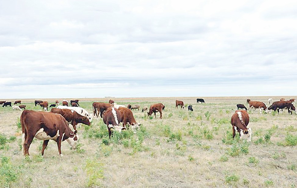 جايىلىم جايى الاڭداتادى