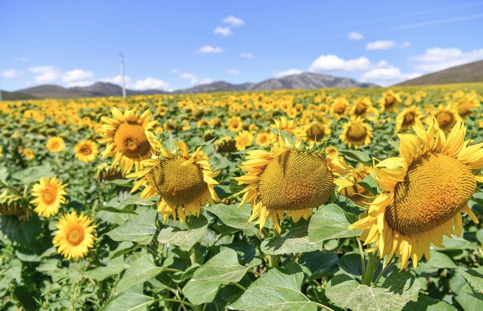 جەڭىلدەتىلگەن نەسيە كولەمى ۇلعايدى