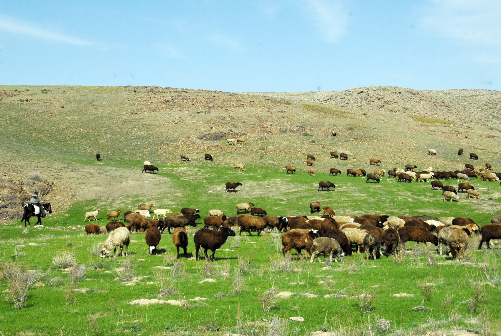 51 مىڭ گەكتار القاپ قايتارىلدى