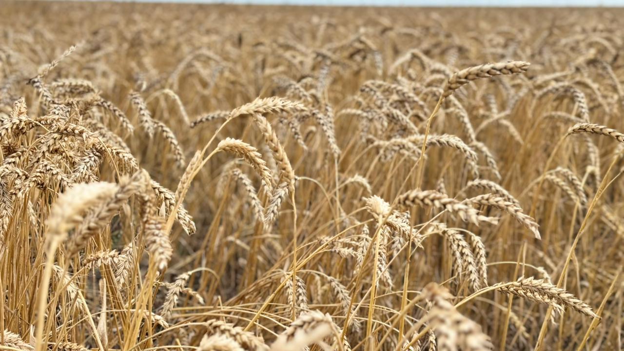 ەلىمىزدە 24,6 ملن توننا استىق باستىرىلدى