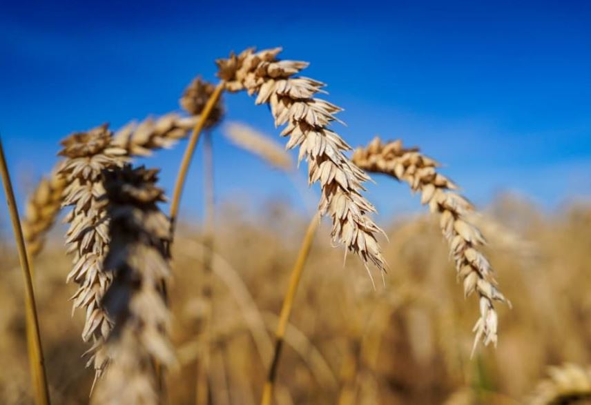 ەلىمىزدە 25,9 ملن توننا استىق باستىرىلدى