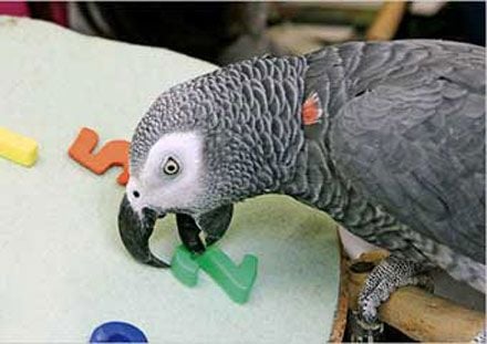 اقىلدى توتىقۇس