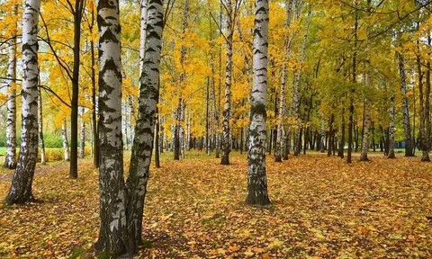 قاراۋسىز قالعان ورمان يەسىن تابادى