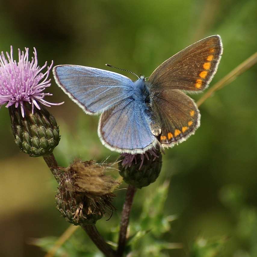 سيرەك قۇبىلىس