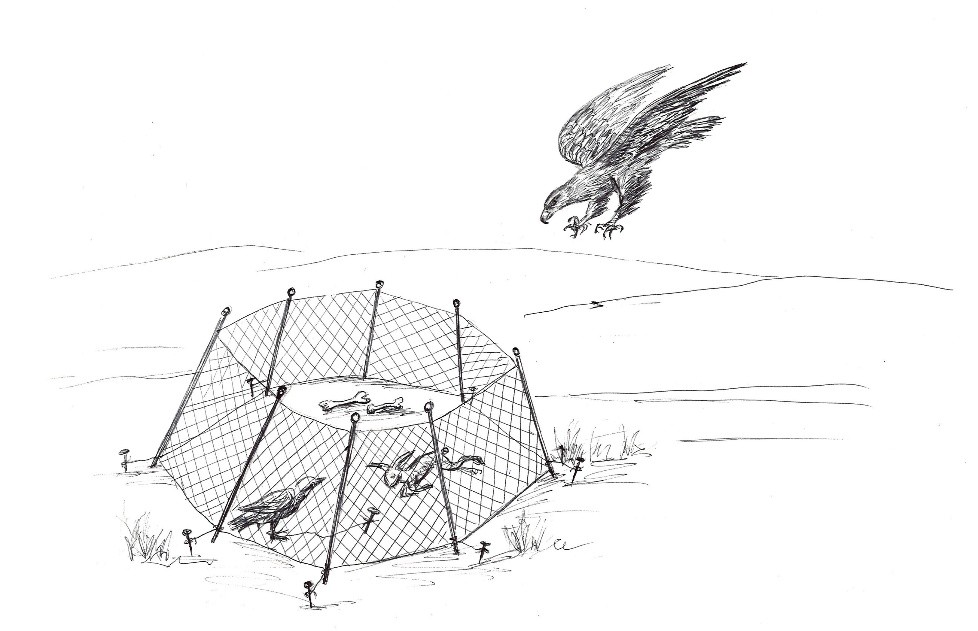 تور قۇرىپ بۇركىت ۇستاۋ