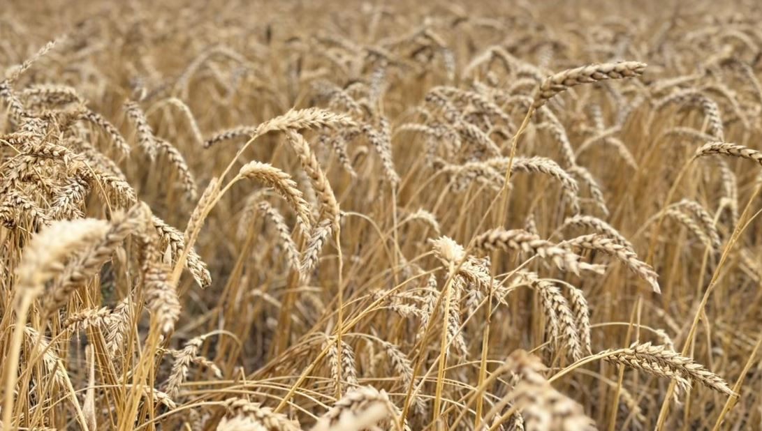 ەلدە جالپى 26,3 ملن توننا استىق جينالدى