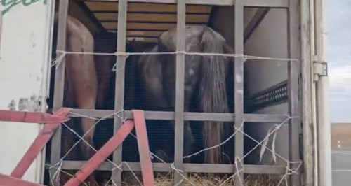 بقو-دا 50-گە جۋىق مالدى ۇرلاعان قىلمىستىق توپ قولعا ءتۇستى