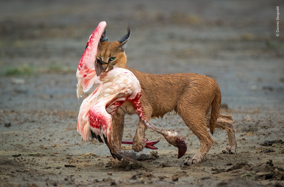 مىقتىلار عانا قالادى