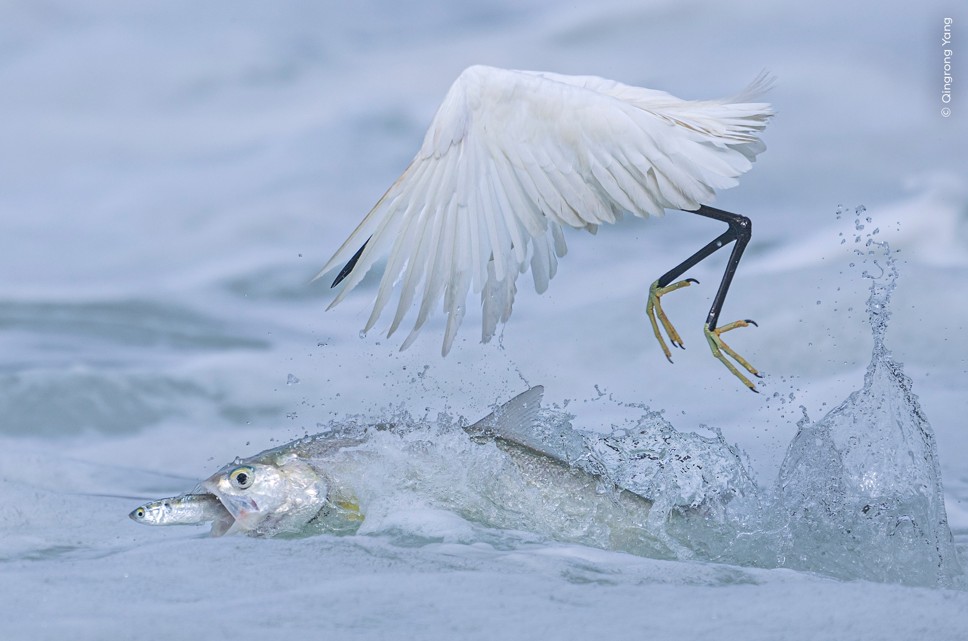 ۇلگەرگەن ج ۇلىپ الادى