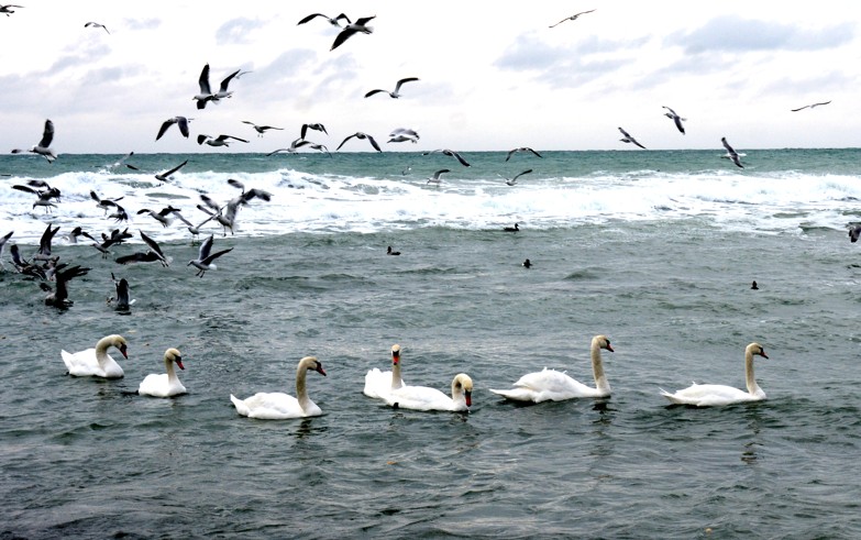 عالىمدار بولجامى: كاسپي تەڭىزى ەكى كولگە ءبولىنۋى مۇمكىن