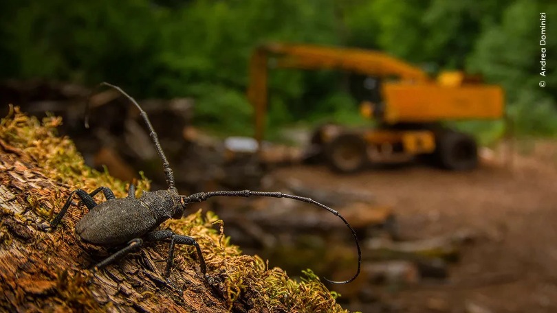 تابيعات نە بوپ بارادى؟