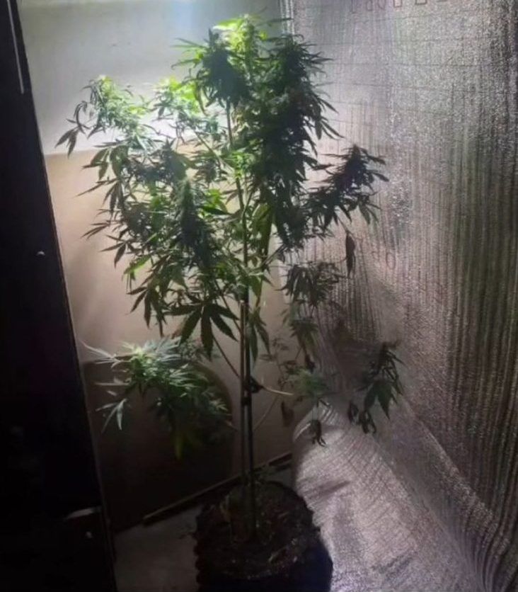 شاحتينسكىدە جاسىرىن ەسىرتكى وسىرەتىن لابوروتوريا تابىلدى