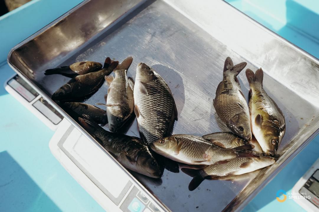 بالقاش كولىنە 125 مىڭ سازان شاباعى جىبەرىلدى