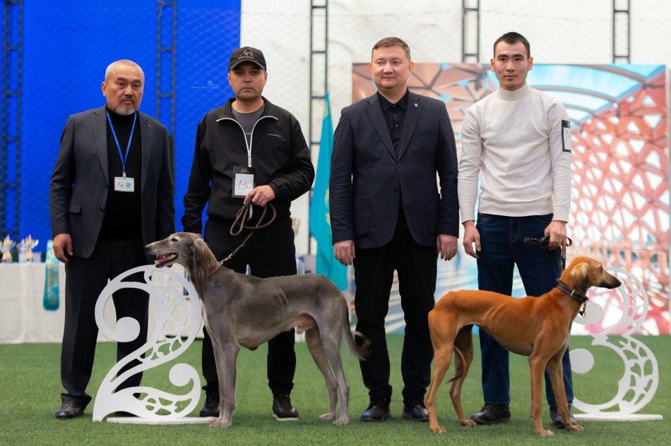 تازا قاندى تازىلار ىرىكتەلدى