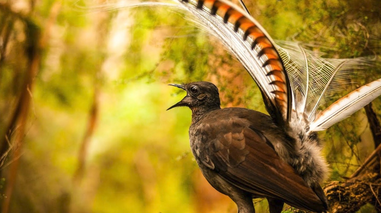 ورمانداعى پاروديست