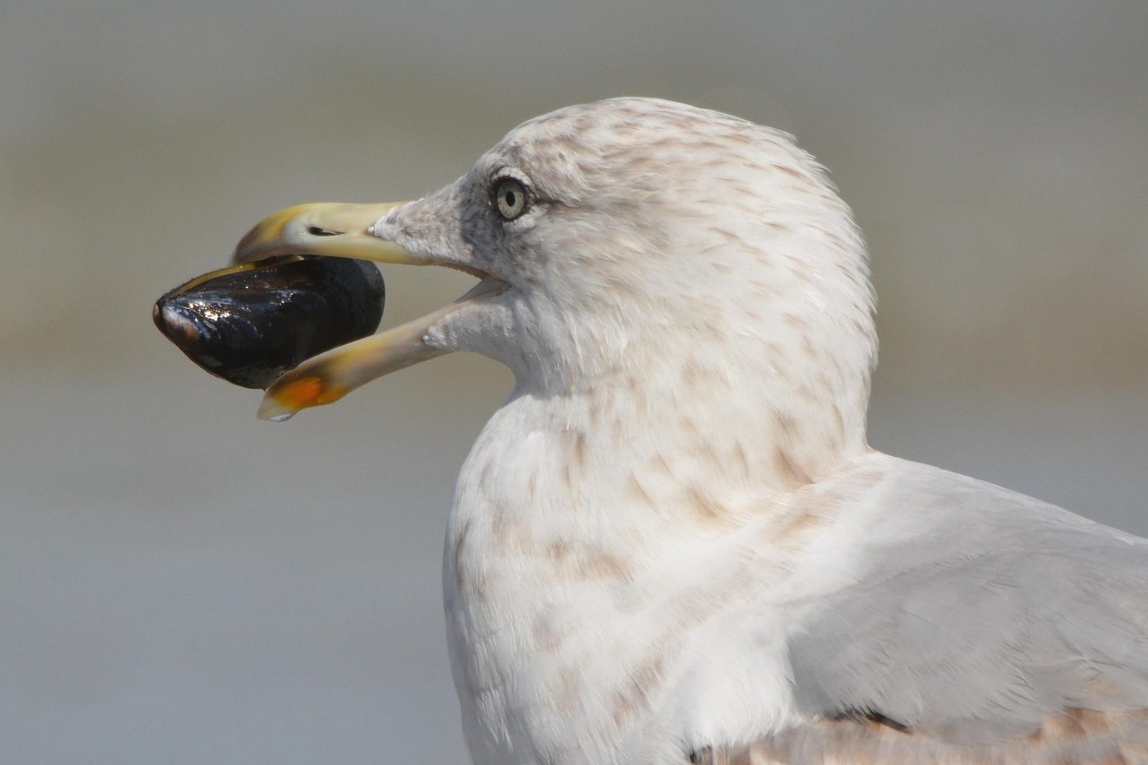 قۇستار نەگە تاس جۇتادى؟