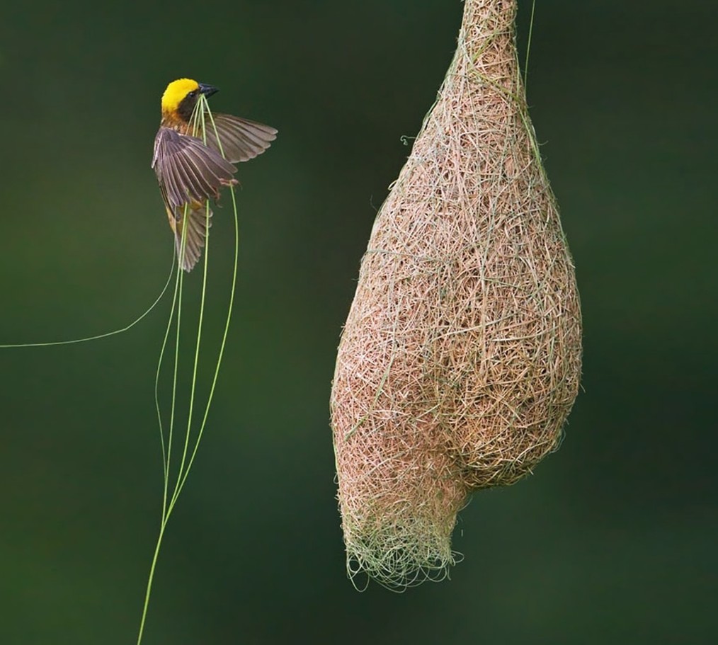 تۇمسىعىمەن توقيدى