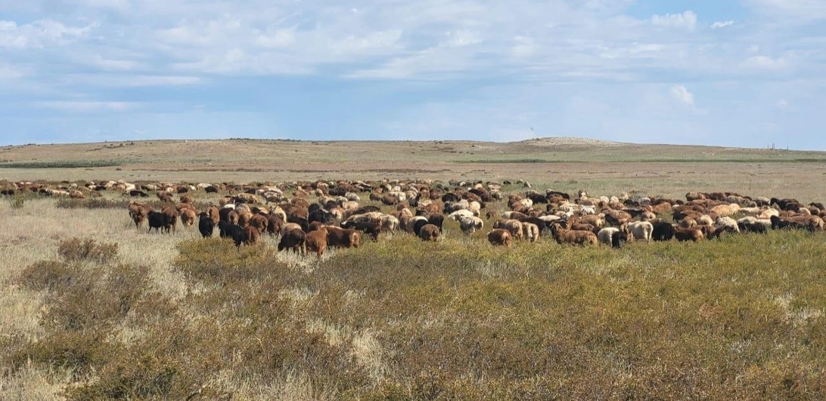 قوي تۇقىمىن اسىلداندىرۋ قولعا الىندى