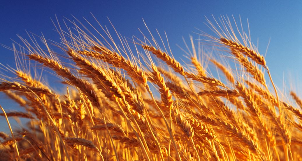 استىق ەكسپورتى ارتقان