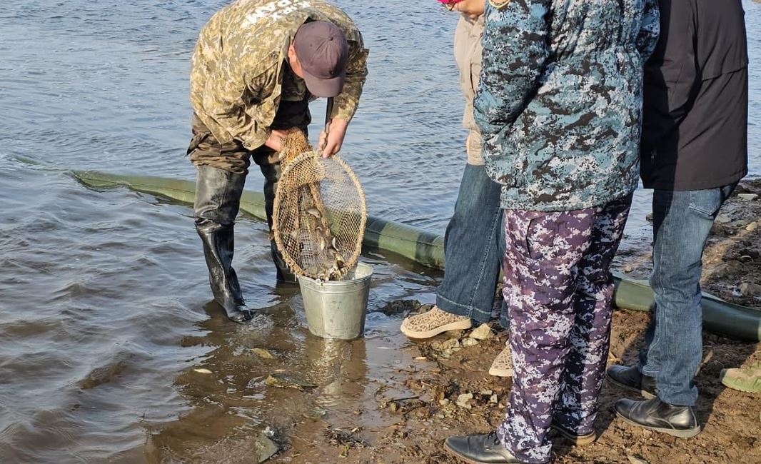 سىلەتى وزەنىنە بالىق جىبەرىلدى