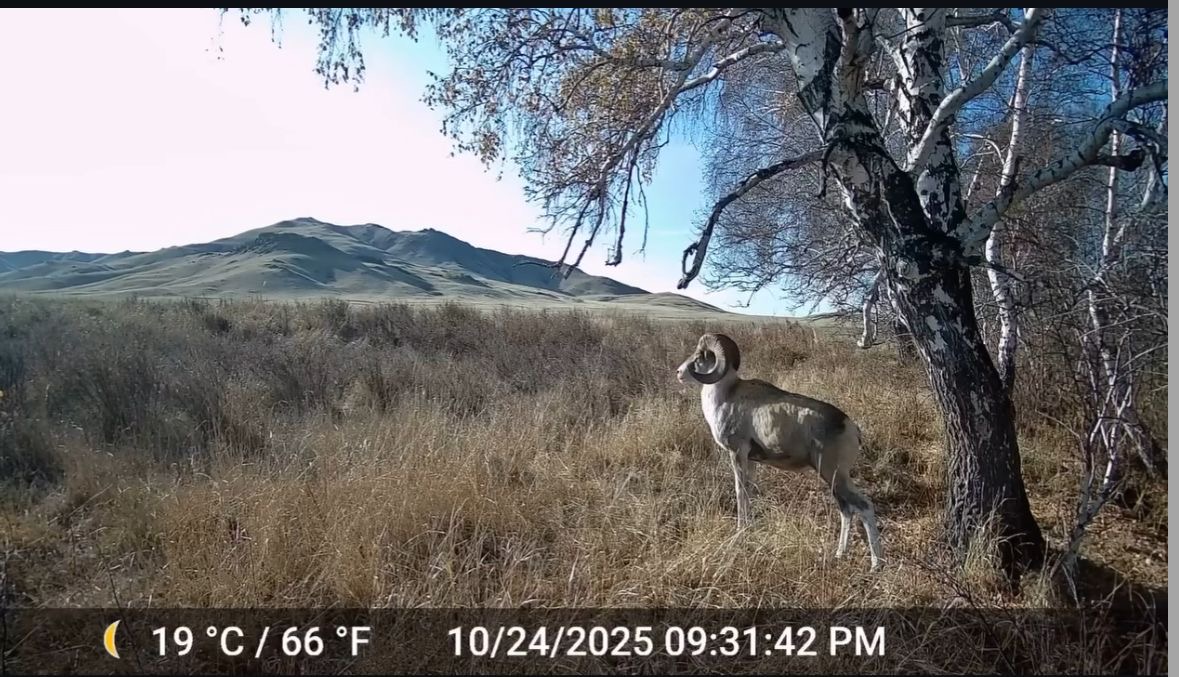 ارقانىڭ ارقارى فوتوتۇزاققا ءتۇستى