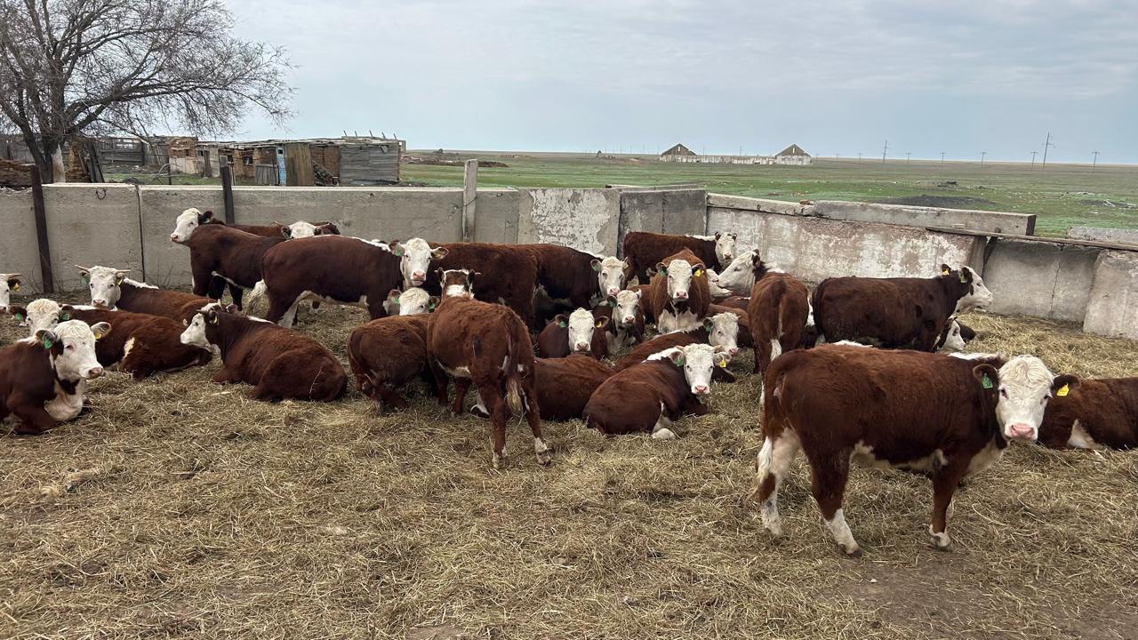 پوليتسيا 18 مىڭنان استام مالدى ايىپتۇراققا اپارىپ تاستادى