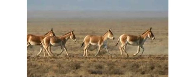 قۇلانداردىڭ سانى قانشاعا جەتتى؟