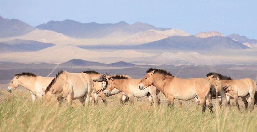 قازاق دالاسىنا كانشا پرجەۆالسكي جىلقىسى جەتكىزىلدى؟