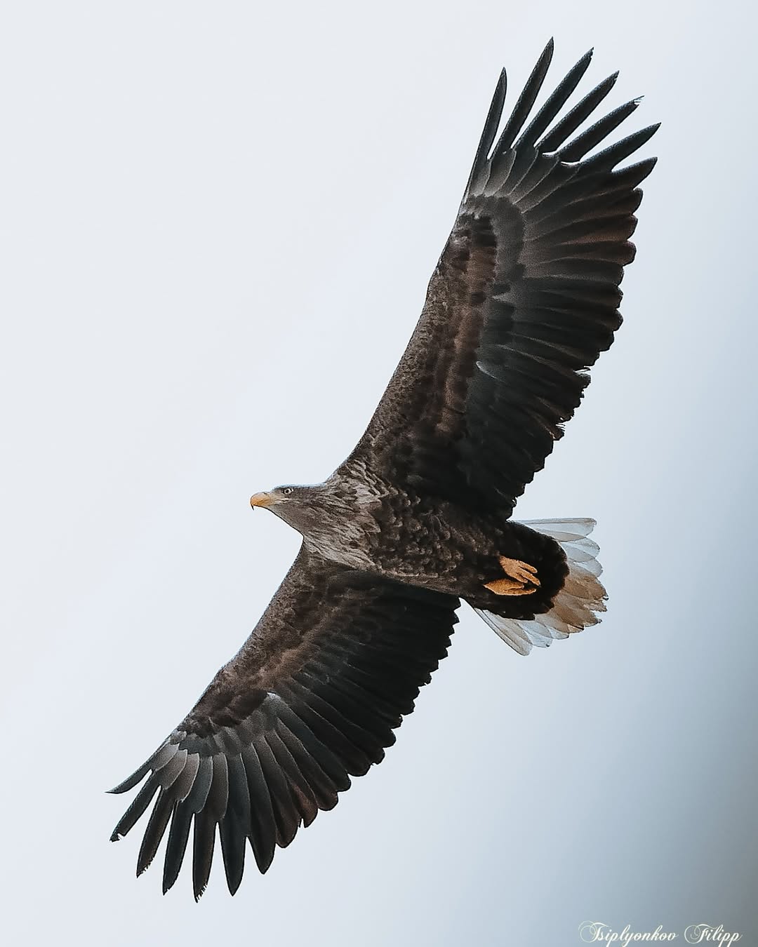 اتىراۋ وبلىسى