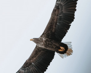 قۇستاردىڭ قيمىلىن قالت جىبەرمەيدى