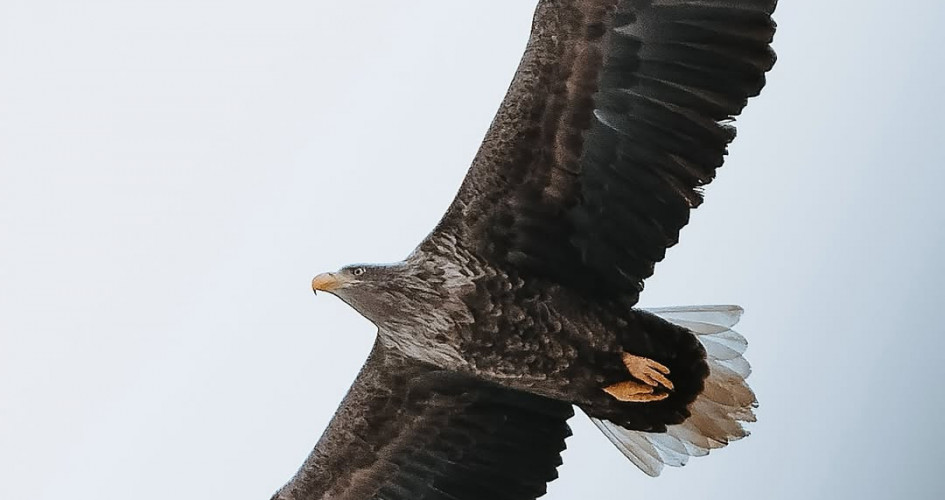 قۇستاردىڭ قيمىلىن قالت جىبەرمەيدى