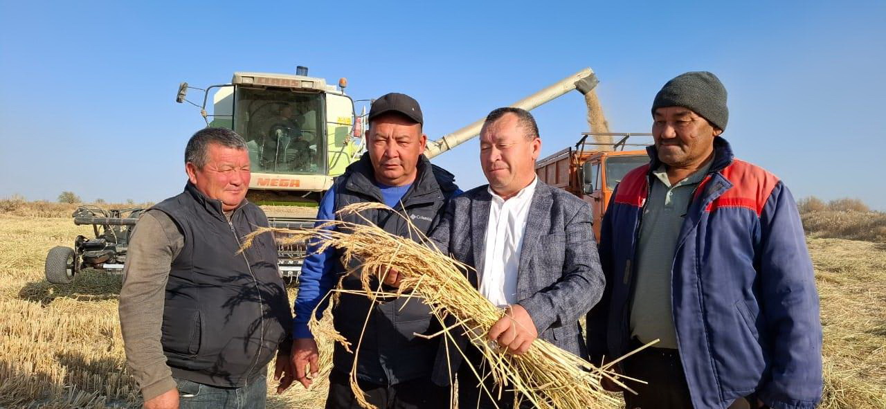 قامبا اق مارجانعا تولدى