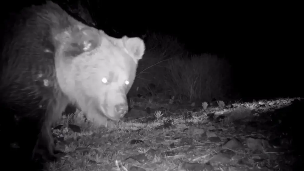 جەتىسۋ اۋماعىندا سيرەك كەزدەسەتىن جىرتقىش فوتوتۇزاققا ءتۇسىپ قالعان