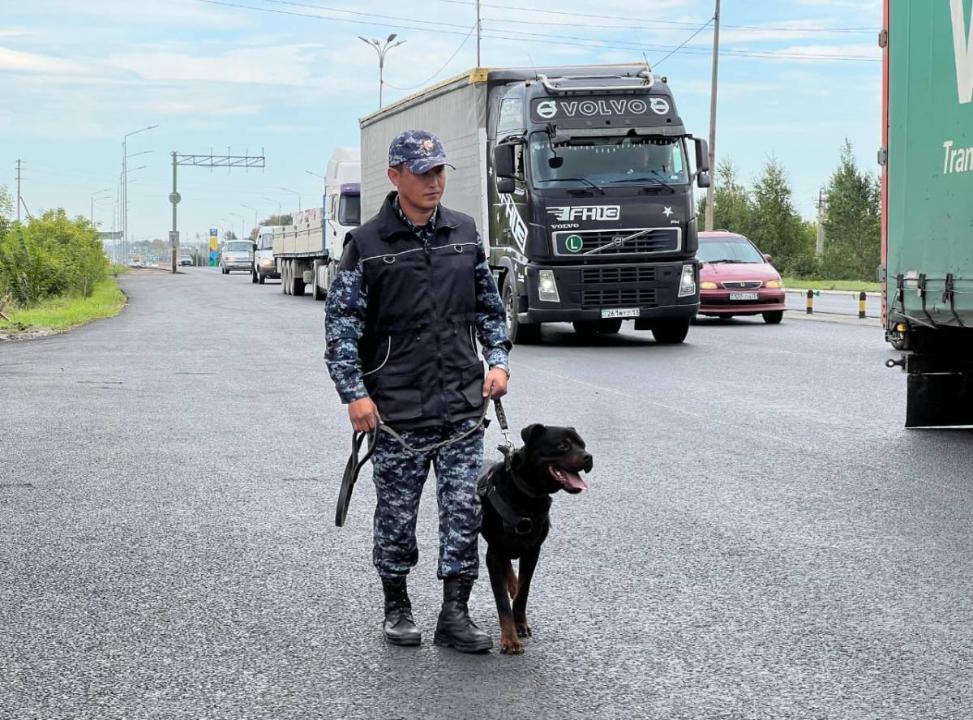 استانادا قىزمەتتىك يت اۆتوكولىكتەن ەسىرتكى تاۋىپ الدى