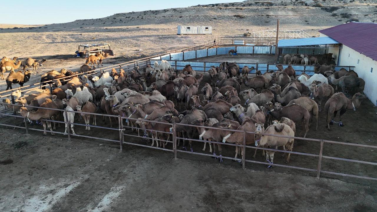 ماڭعىستاۋدا تۇيە ءسۇتىن وندىرەتىن جاڭا تسەح ىسكە قوسىلدى