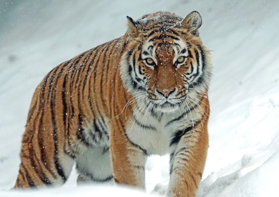 قازاقستانعا امۋر جولبارىستارى اكەلىنەتىن بولدى