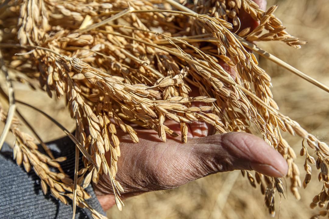 جەتىسۋدا اگرارلىق سەكتور قارقىندى دامۋدا