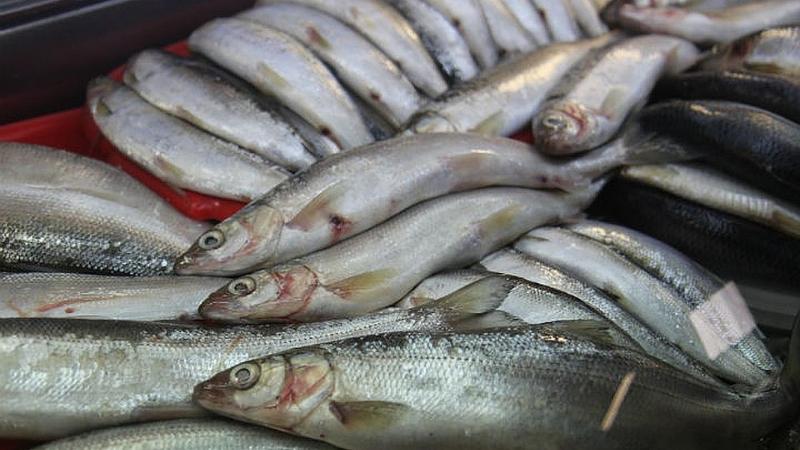 قىزىلوردادا براكونەرلىككە قاتىستى 105 قۇقىق بۇزۋشىلىقتى انىقتادى