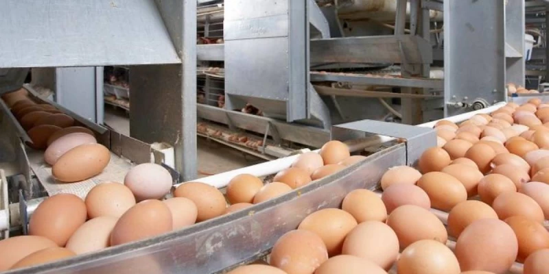 رەسەيدەن زاڭسىز اكەلىنگەن تاۋىق جۇمىرتقالارى انىقتالعان