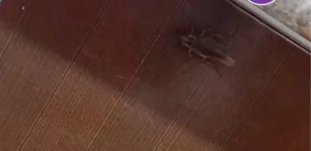 الماتىدا تاراقاندار ءورىپ جۇرگەن بالاباقشا جابىلدى