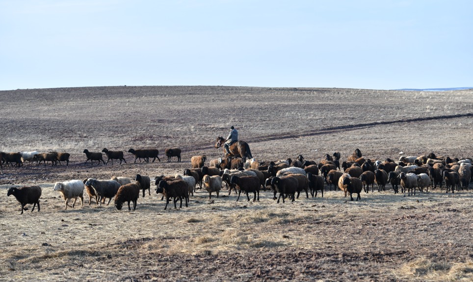 جايىلىم تارىلىپ بارادى