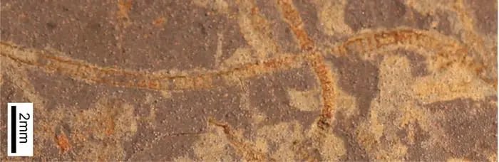 ەجەلگى تىرشىلىك بەلگىسىن تاپتى