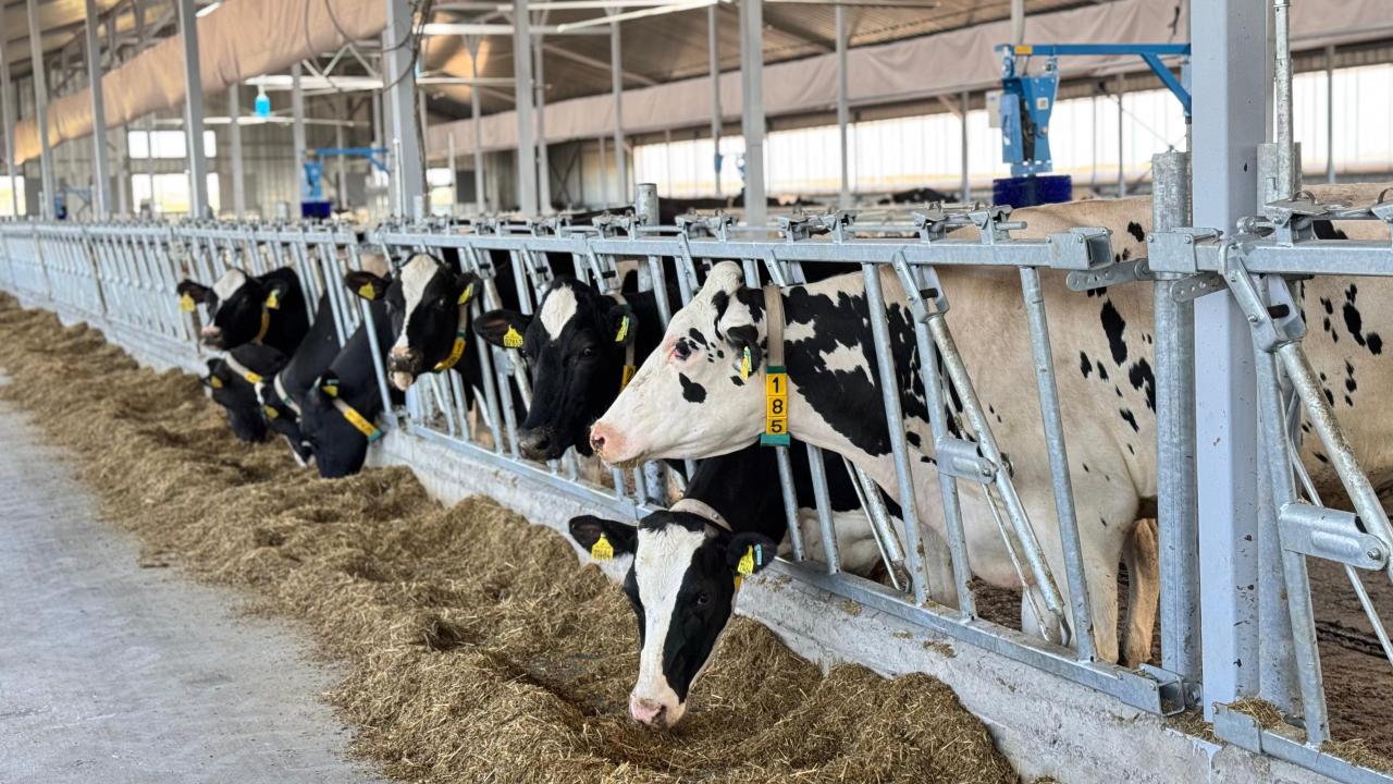 قويماعا 40 ملن توننا مال ازىعى جينالدى