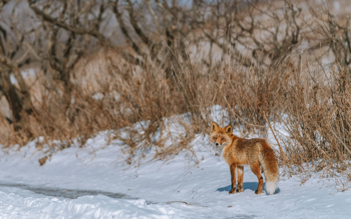 ماڭعىستاۋدا تۇلكى وقۋشىلارعا شابۋىل جاساپ, جاراقاتتادى